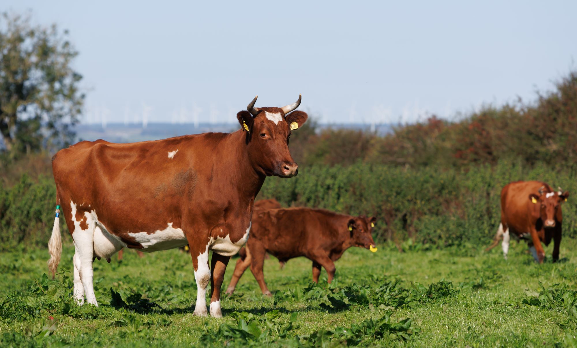 Cows at Mossgiel Farm 